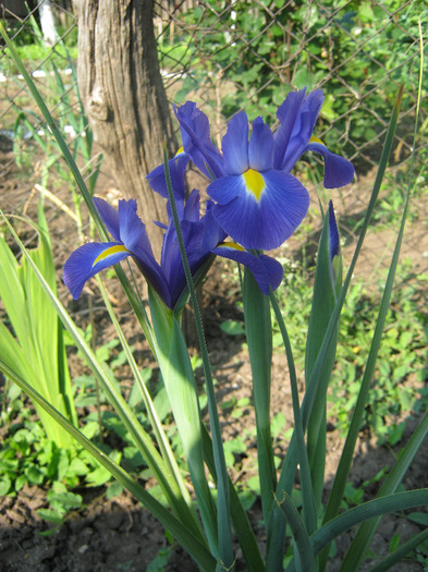 Irisi 6 - diverse