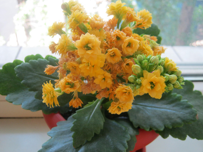 Kalanchoe - flori de apartament