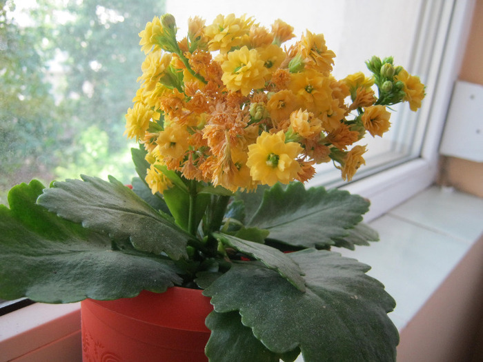 Kalanchoe - flori de apartament