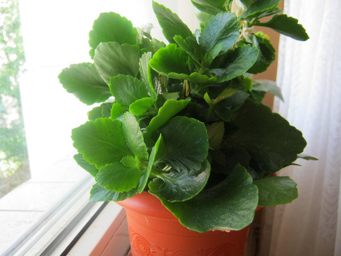 Kalanchoe - flori de apartament