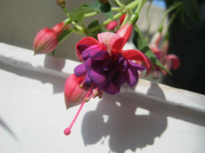 Fuchsia - flori de apartament