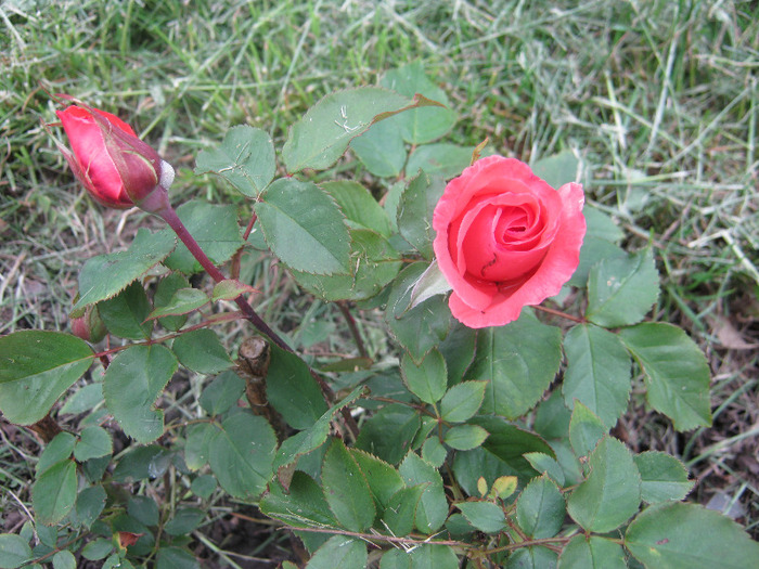 Trandafiri 07