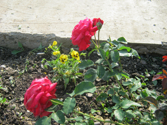 Trandafiri 21
