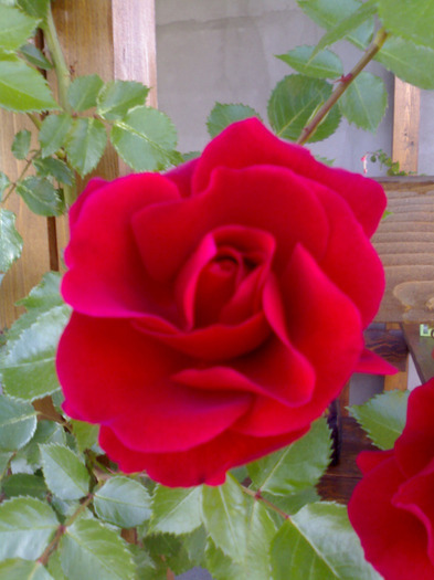 Urcator rosu IN LOVE - Trandafiri 2011