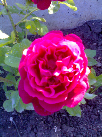 Cretuliu roz - Trandafiri 2011