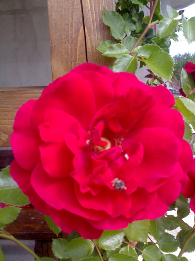 Urcator rosu IN LOVE - Trandafiri 2011