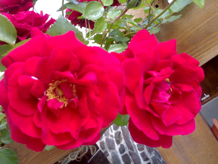 Urcator rosu IN LOVE - Trandafiri 2011