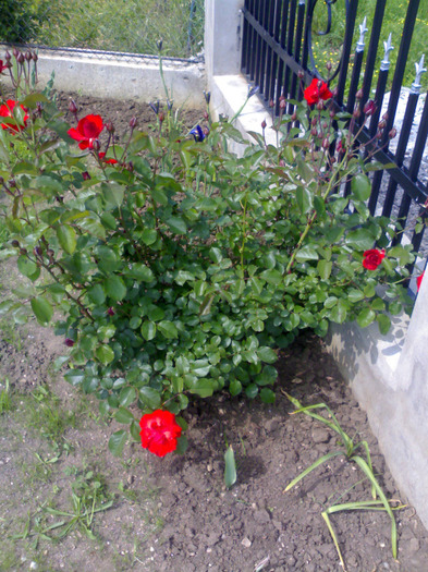 Floribunda-rosu - Trandafiri 2011