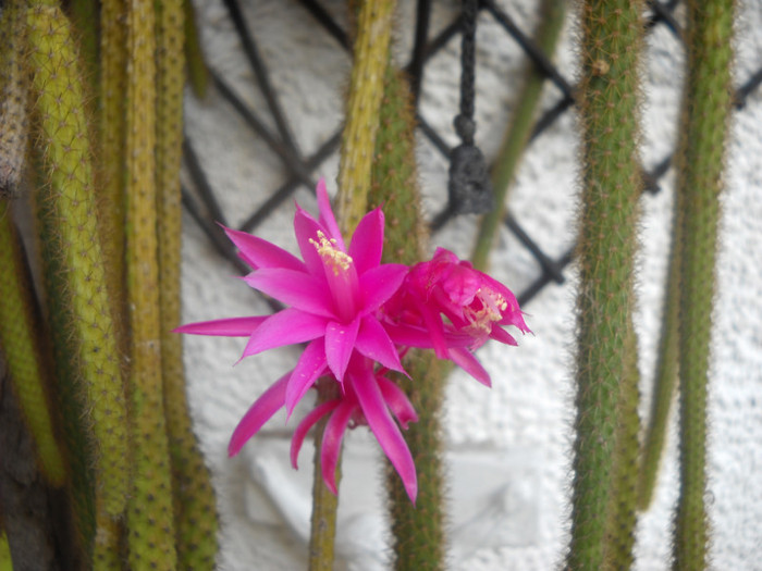 cactus - Florile mele