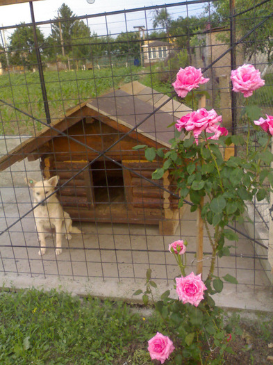 Deli si rozul, e fetita, nu?