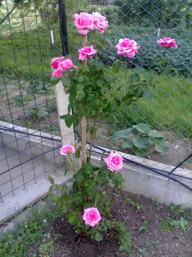 Pomisor roz - Trandafiri 2011