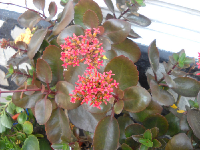 kalanchoe - Florile mele