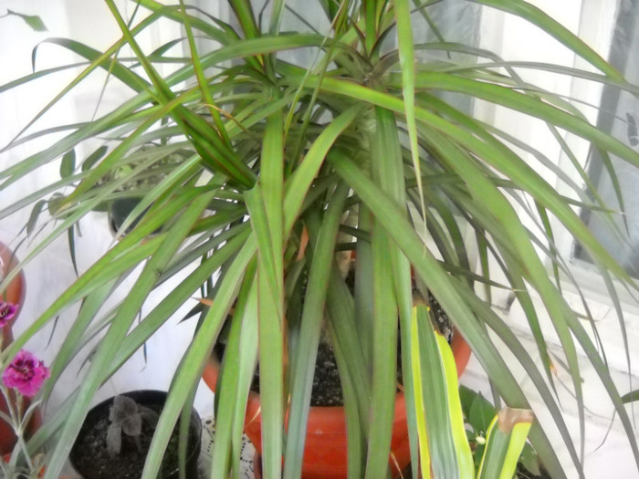 dracena