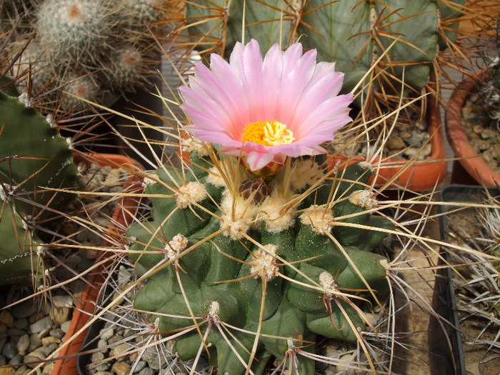 Thelocactus rinconensis var. freudenbergerii