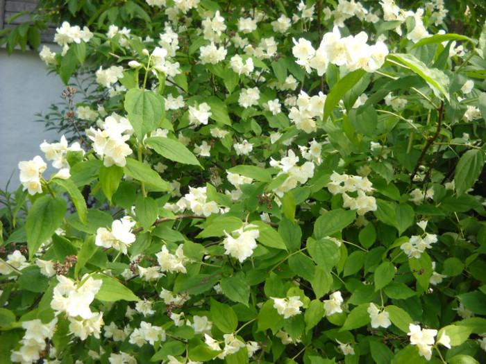 lamaita sau iasomie - Flori de gradina