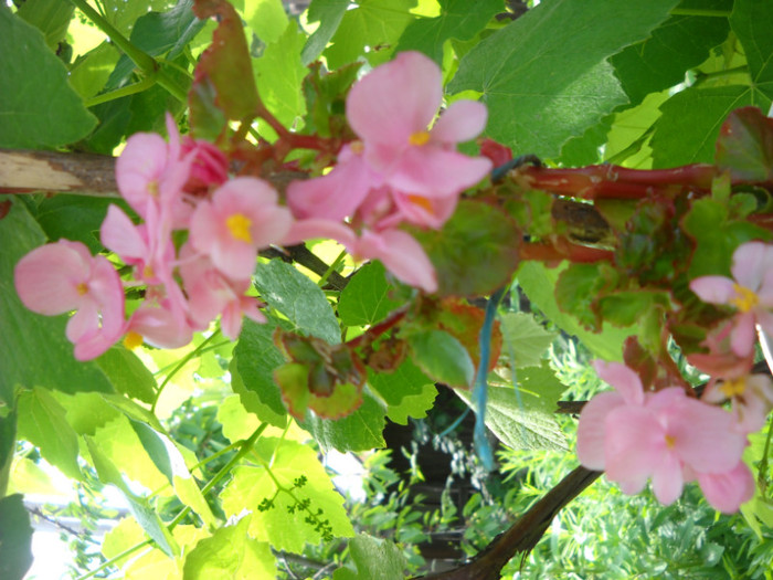 begonia roz - Flori de gradina