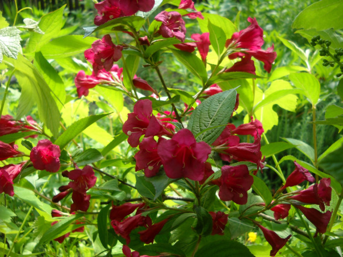 weigela - Flori de gradina