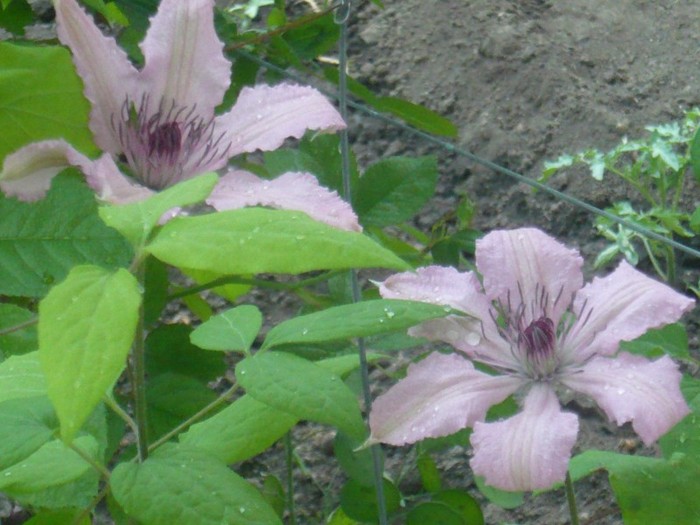 P1030439 - CLEMATIS