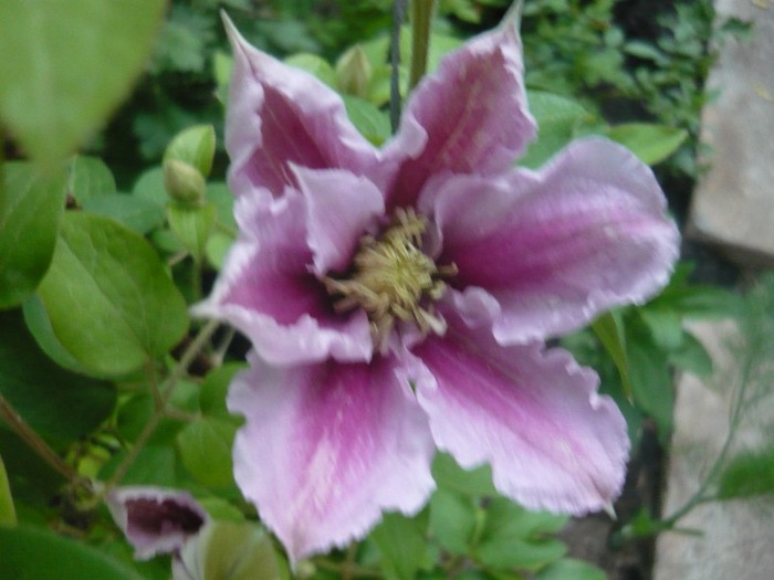 P1030447 - CLEMATIS