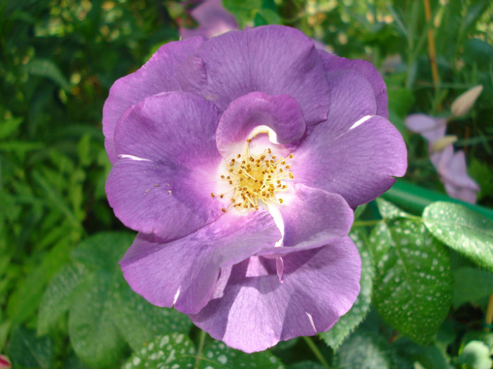 DSC07870