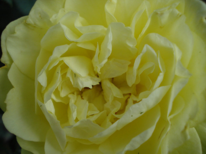 e prima floare - Trandafiri 2011