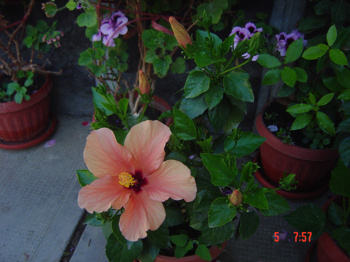 Picture 1470 - 09-2012-HIBISCUS