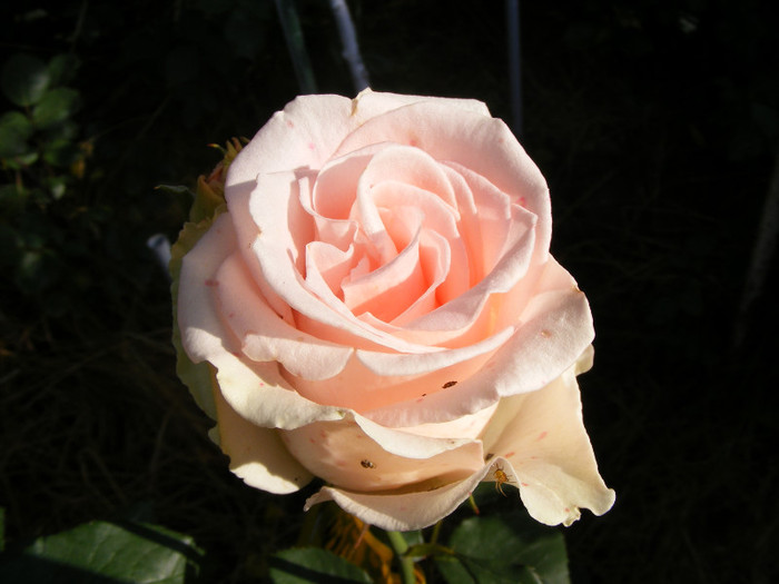 Vivaldi; Thea hybrid,floare medie-mare,25-28 petale,parfum slab,h1-1,3m
