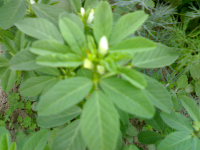 030620111648 - in gradina