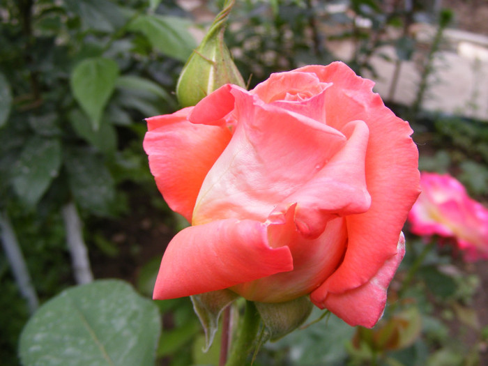 Folklore; Thea hybrid,floare mare,30-35 petale,parfum mediu-puternic(3 din 5 puncte),fructat,H1,05-1,85m
