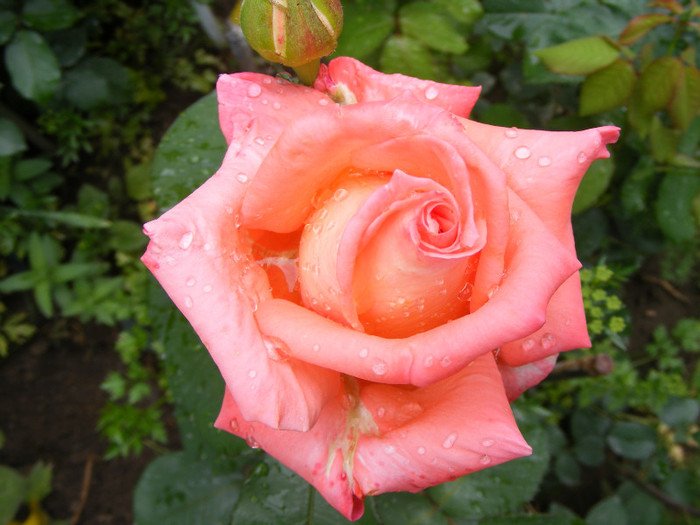 Folklore; Thea hybrid,floare mare,30-35 petale,parfum mediu-puternic(3 din 5 puncte),fructat,H1,05-1,85m
