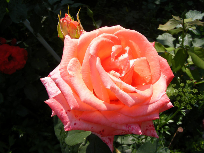 Folklore; Thea hybrid,floare mare,30-35 petale,parfum mediu-puternic(3 din 5 puncte),fructat,H1,05-1,85m
