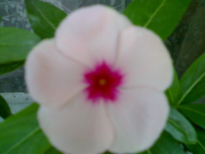 030620111622 - vinca