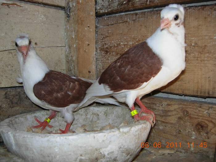 PESCARUSI - PUISORI 2011