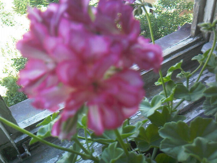 muscata curgatoare satirata