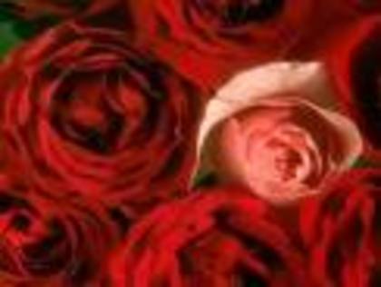 14 - Cel mai frumos trandafir