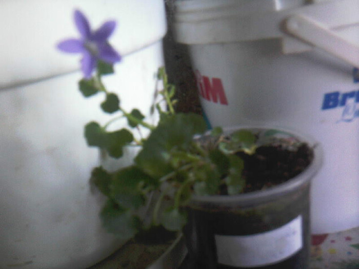 campanula micuta