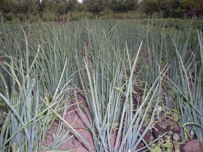 Picture1 019 - gradina mea 2011