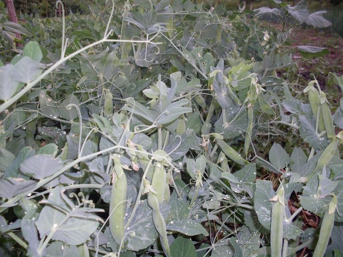 Picture1 020 - gradina mea 2011