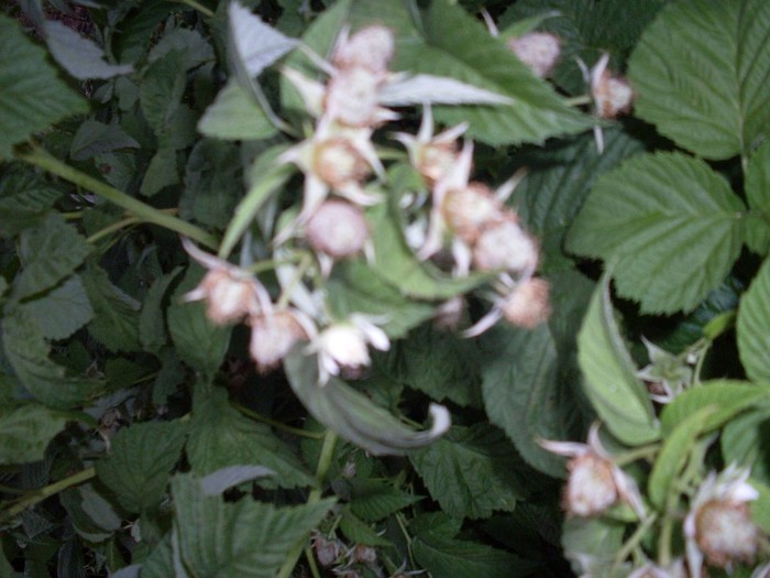 Picture1 058 - gradina mea 2011