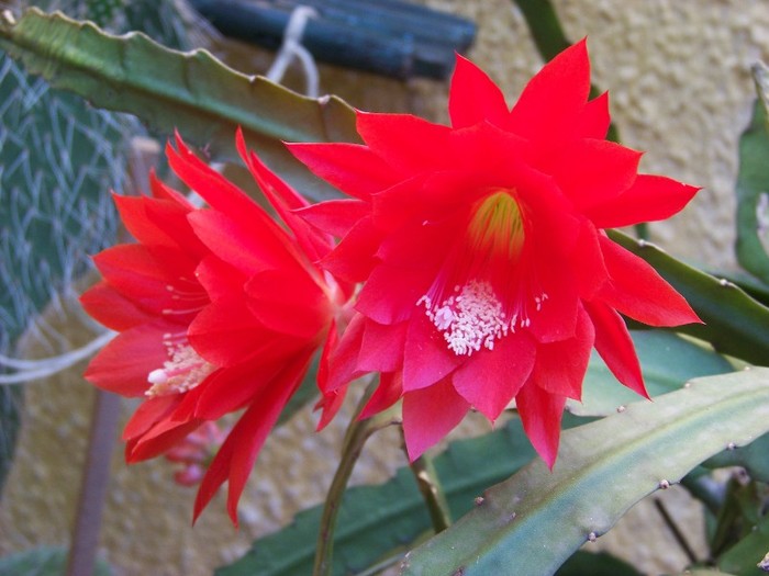 100_7278 - Flori 2011