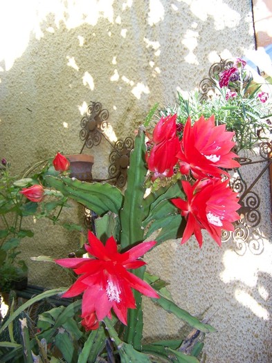 100_7280 - Flori 2011