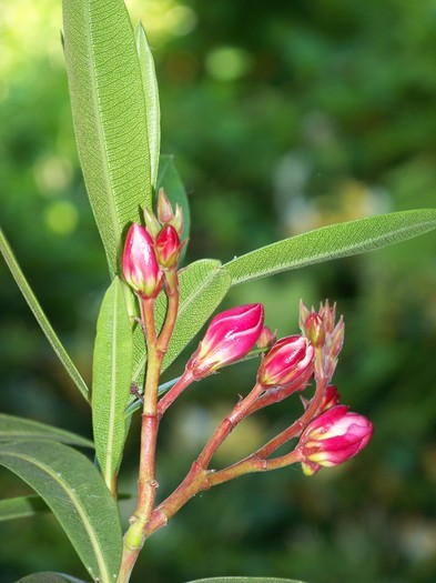 100_7284 - Flori 2011