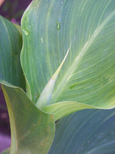 100_7287 - Flori 2011