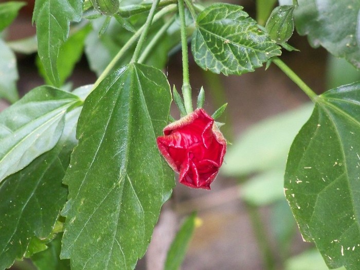 100_7335 - Flori 2011