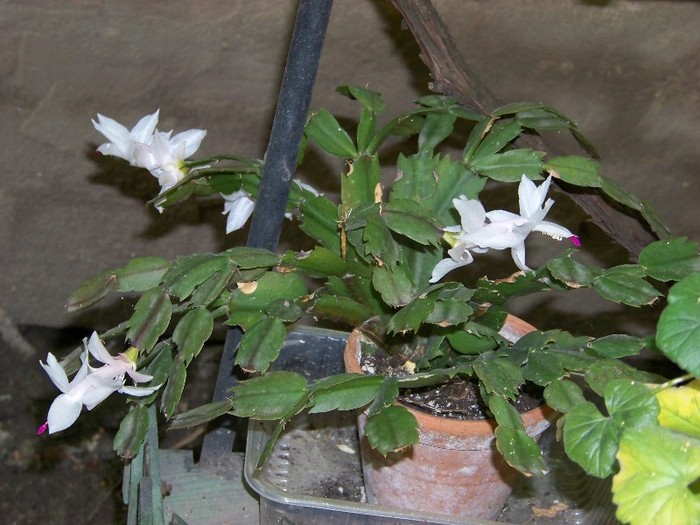 100_7336 - Flori 2011