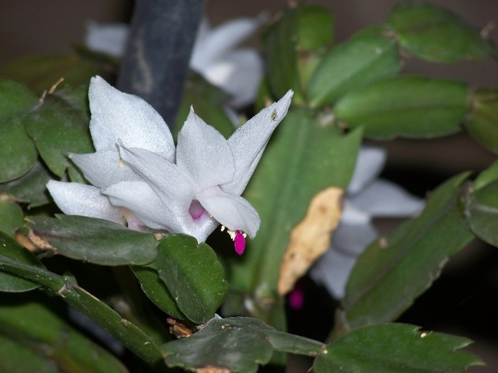 100_7337 - Flori 2011