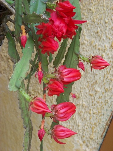 100_7366 - Flori 2011