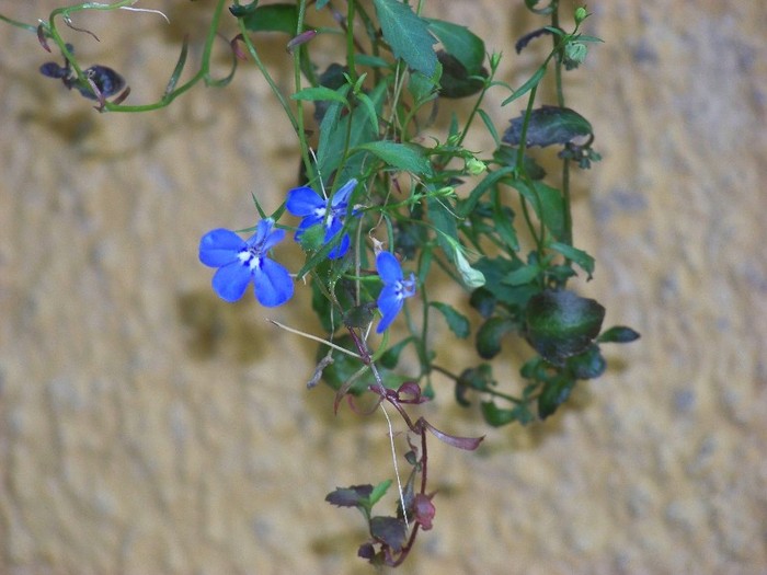 100_7368 - Flori 2011