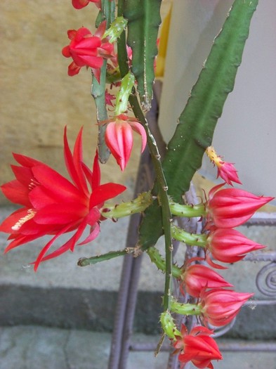 100_7468 - Flori 2011