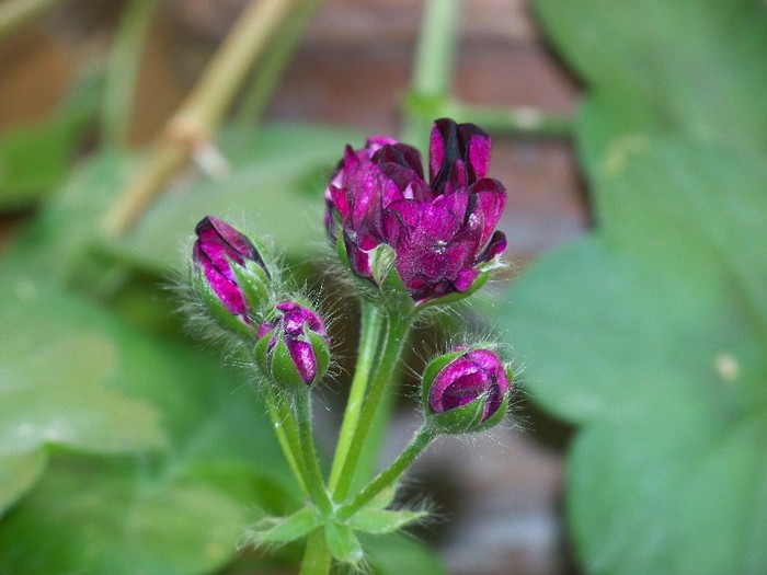 100_7469 - Flori 2011